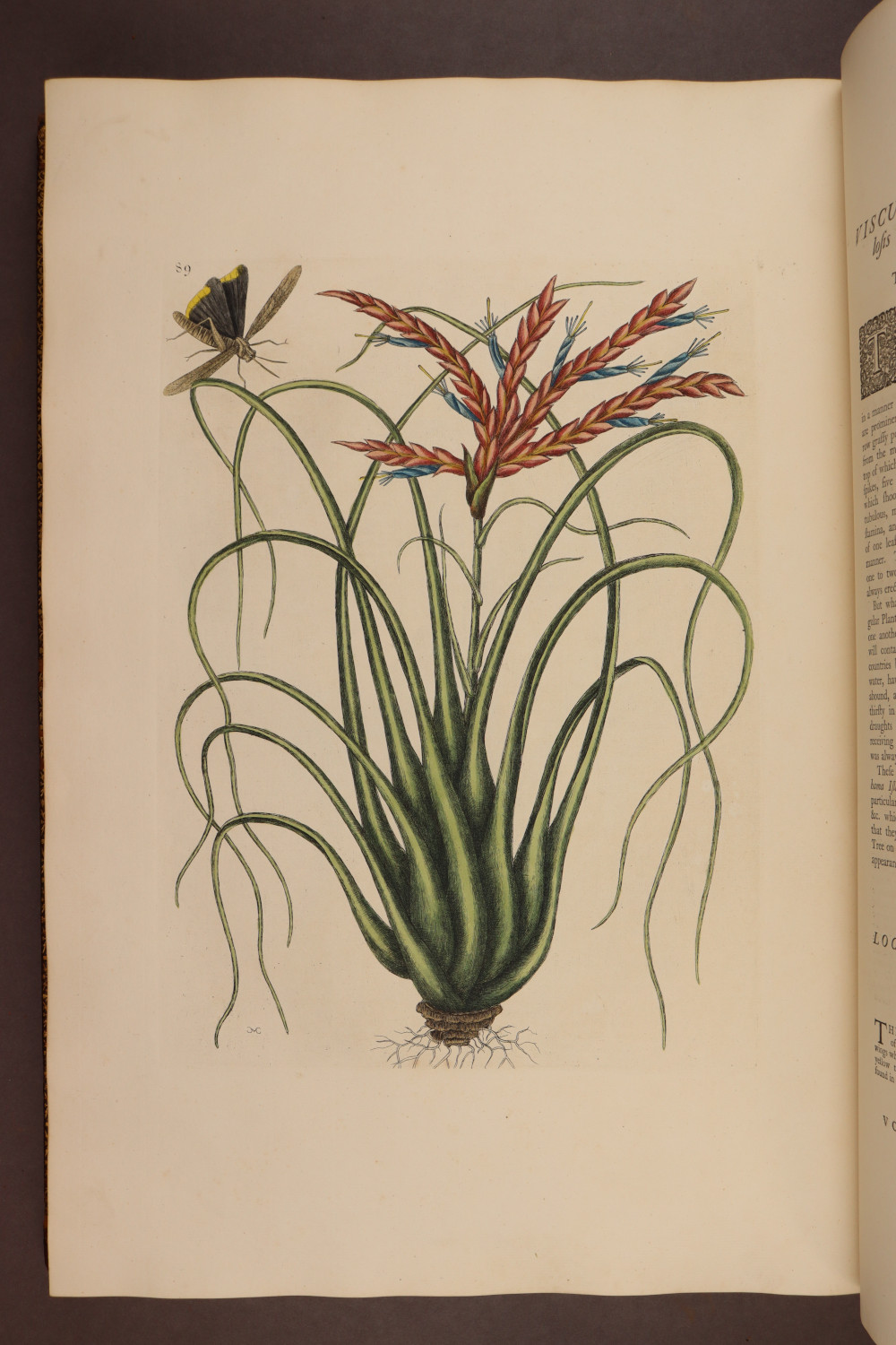 Plate 89